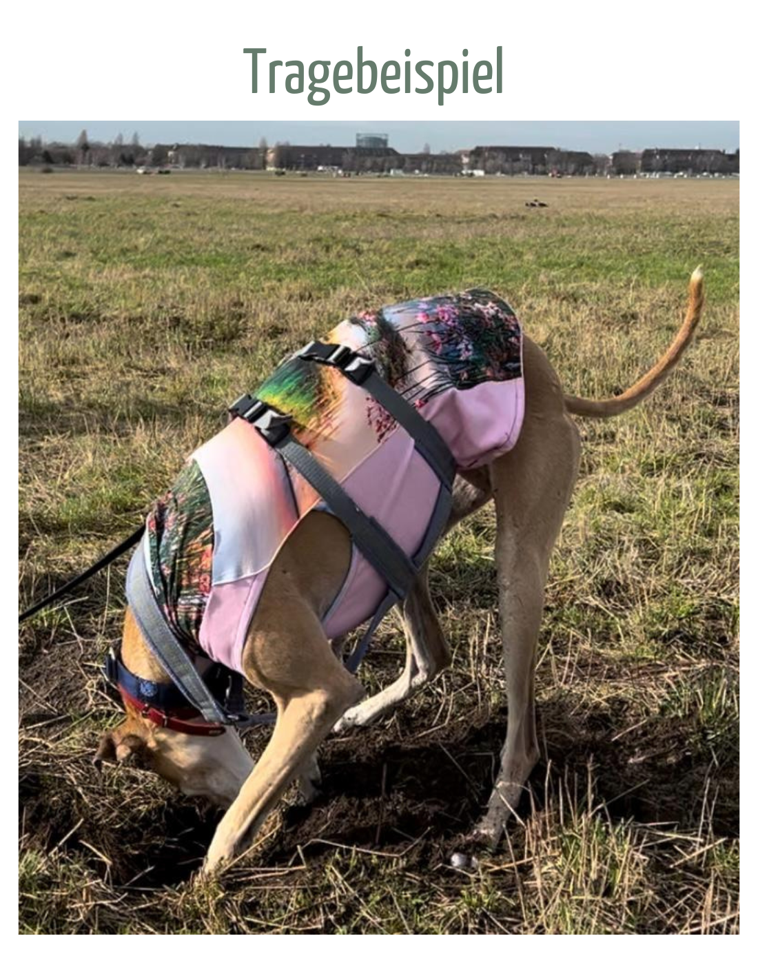Handgenähtes Whippet-Shirt / Unikat